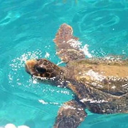 Deluxe Mykonos Del Sol Junior Outdoor Pool Ornos Βίλα
